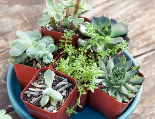 Succulent Facts