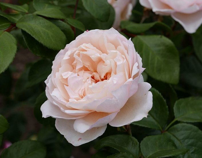 Generous gardener rose close-up