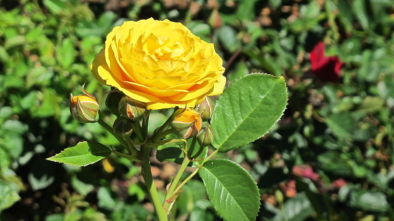 Yellow Julia Child rose growing outside