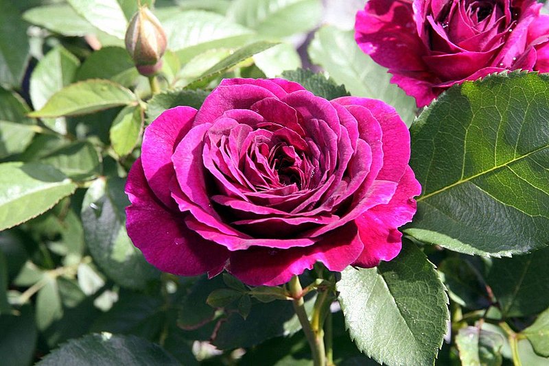 Violet Ebb Tide rose growing outside