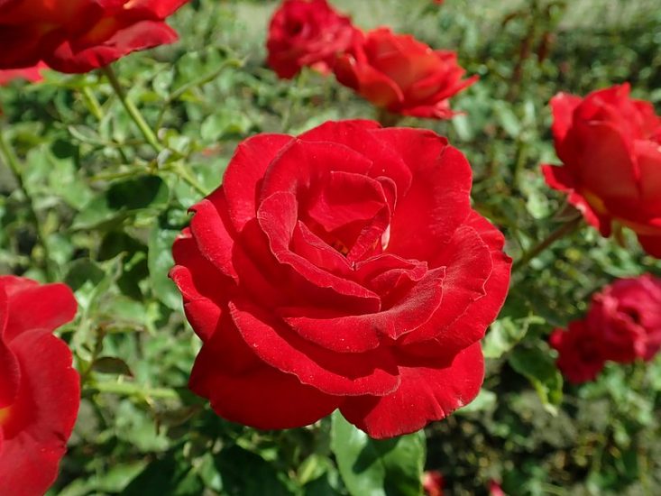 Red Mr. Lincoln roses growing outside