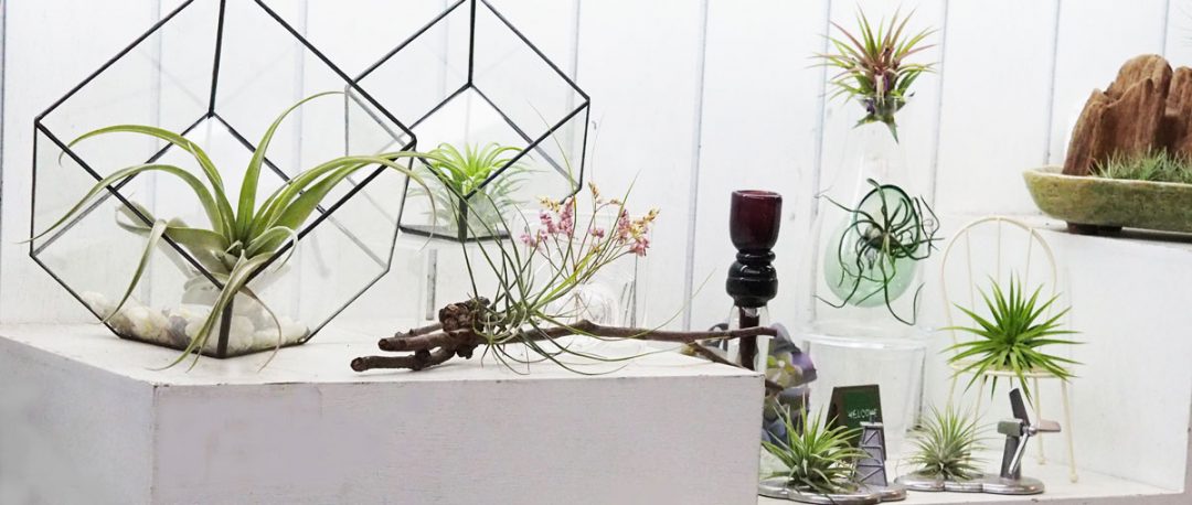 air plants, palms, terrarium and other succulent alternatives