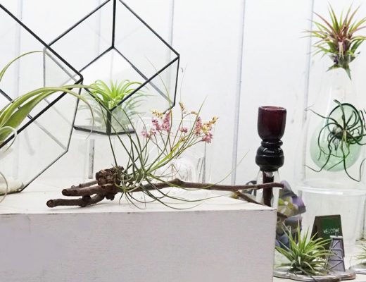 air plants, palms, terrarium and other succulent alternatives