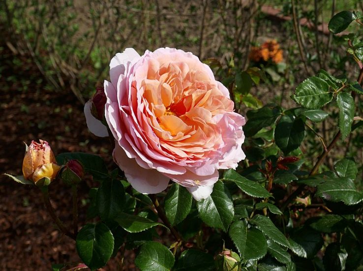 Pink Abraham Darby rose growing outside