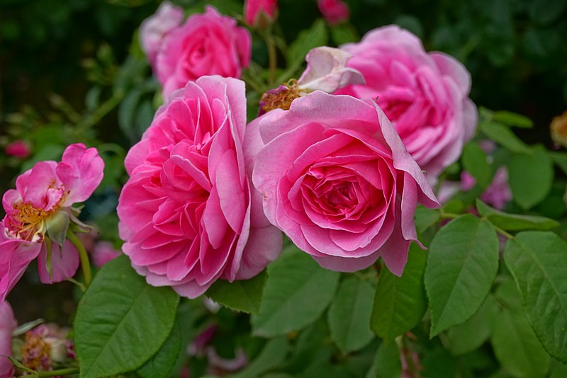 Gertrude Jekyll roses growing outdoors