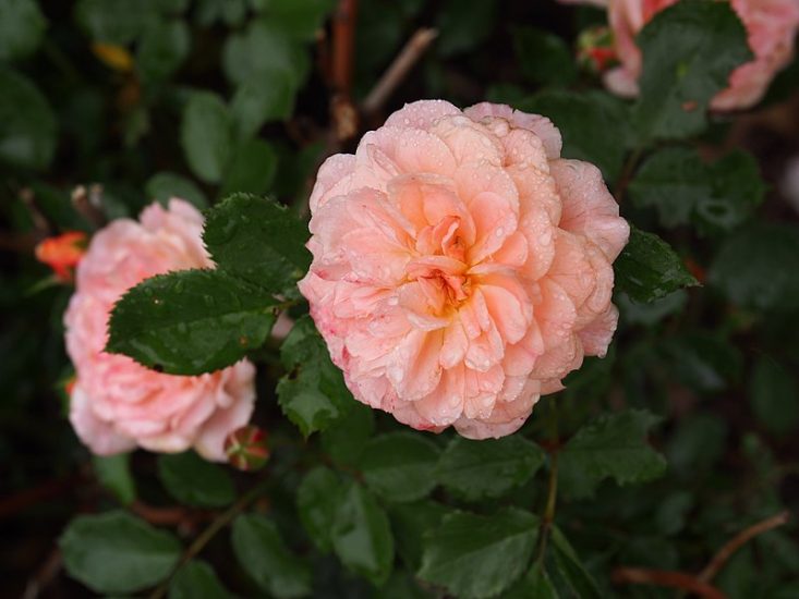 Pink apricot drift rose growing outside