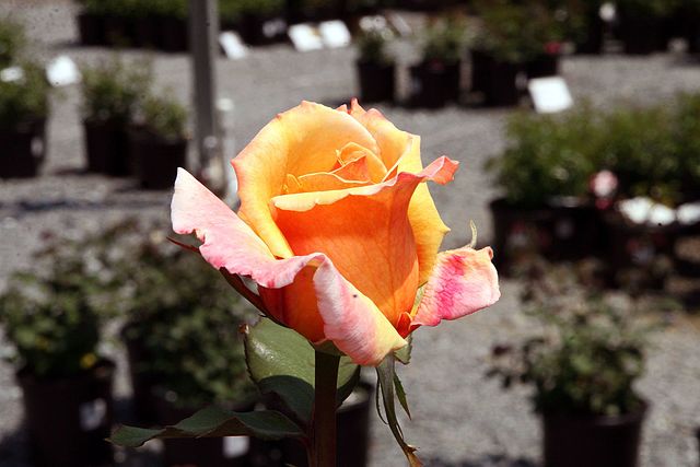 Tahitian Sunset Rose growing outside
