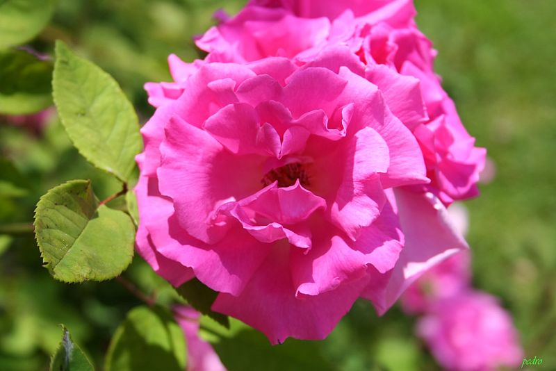 Zephirine Drouhin rose growing outside