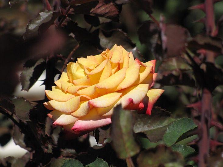Yellow dream come true rose growing outside