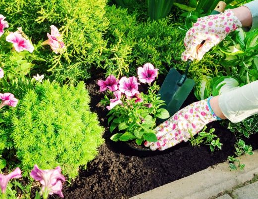 Person planting pink petunias in a garden bed