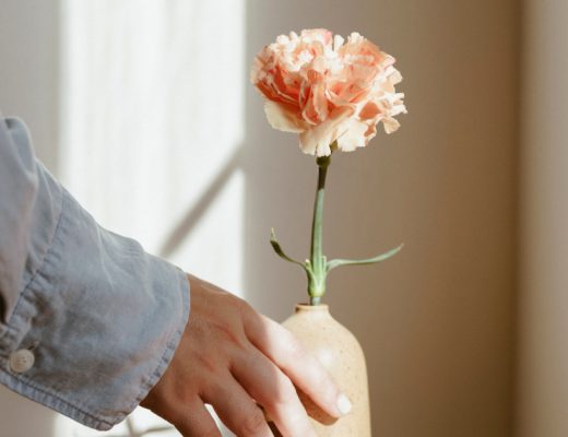 Edible Carnations