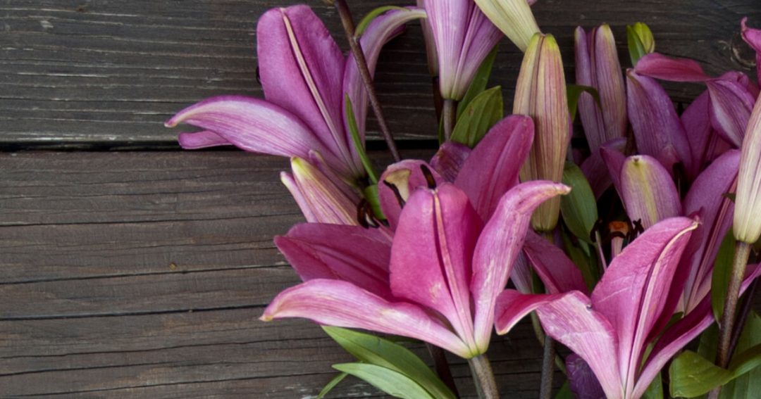 Facts About Lilies
