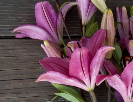 Facts About Lilies