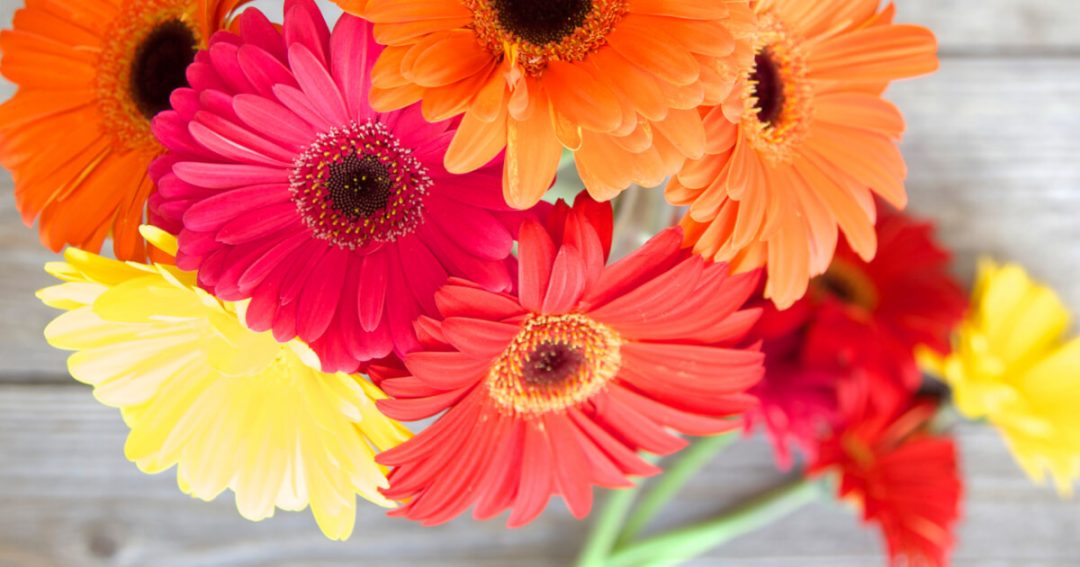 Growing African Daisies