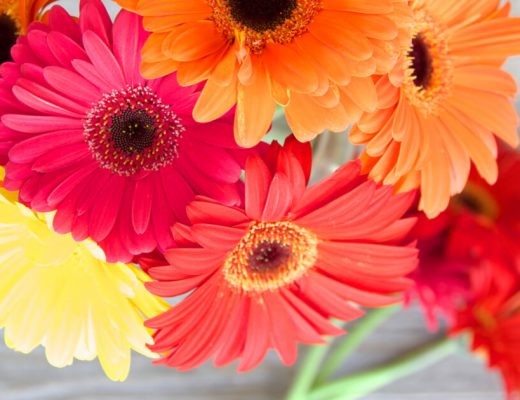 Growing African Daisies