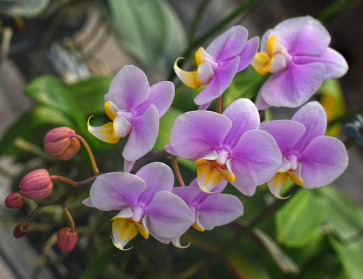 pink-purple orchids surrounded by greenery