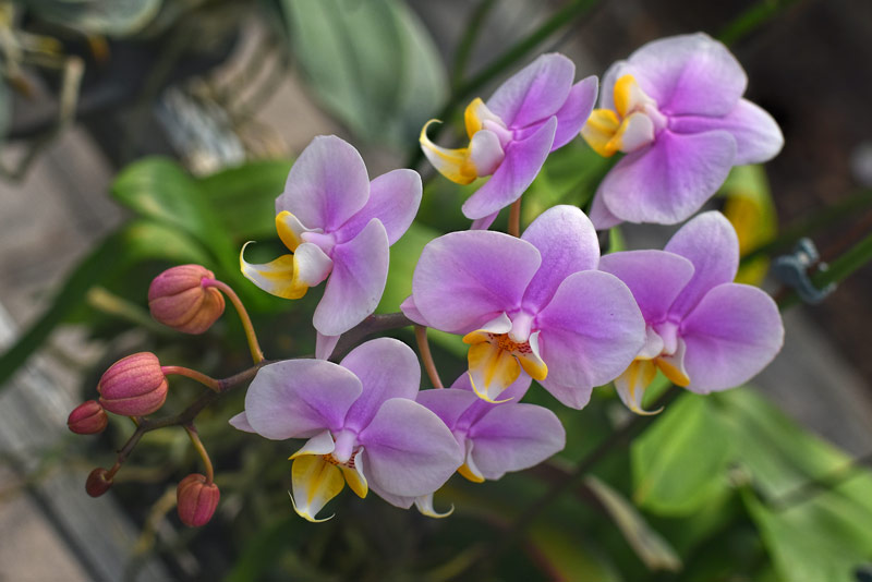 pink-purple orchids surrounded by greenery