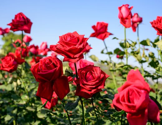 Field of red roses in the day