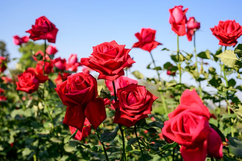 Field of red roses in the day