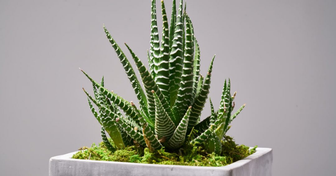 Succulent Wall Garden