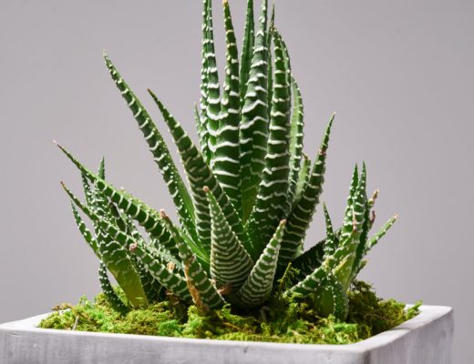 Succulent Wall Garden
