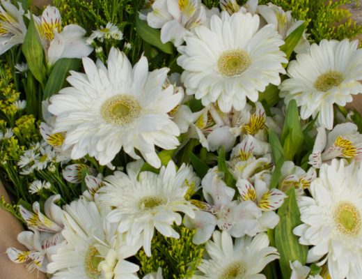 Types of Daisies