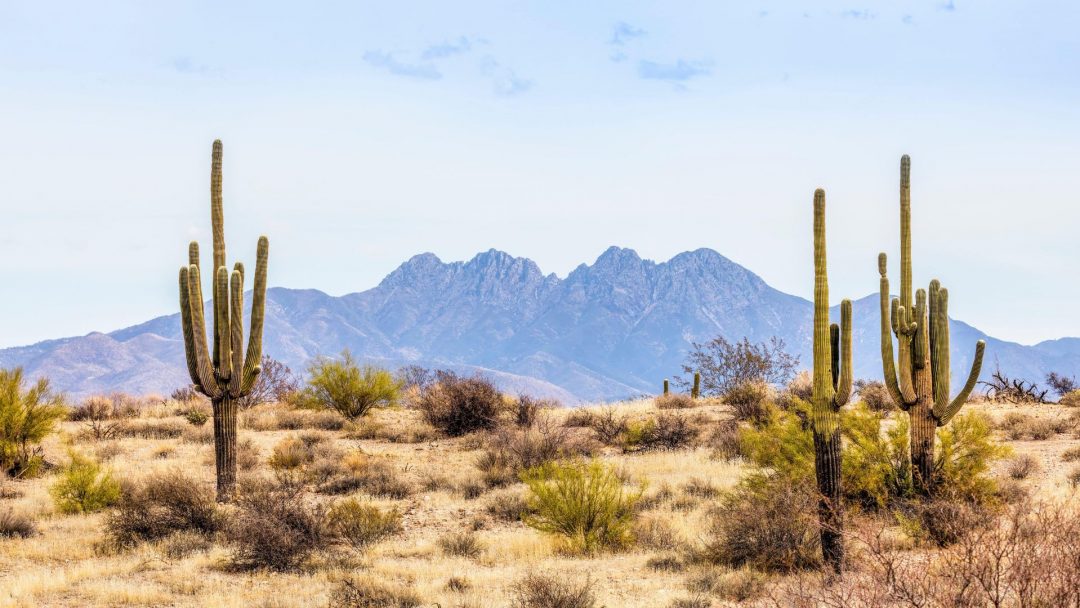 Desert landscape with cactus and other desert flowers and plants growing
