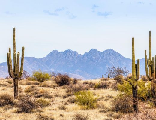 Desert landscape with cactus and other desert flowers and plants growing