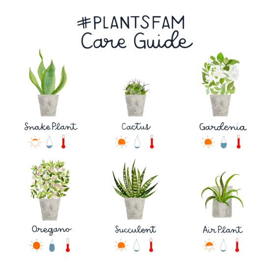 Guide to care for snake plant, cactus, gardenia, succulents, oregano, and air plants