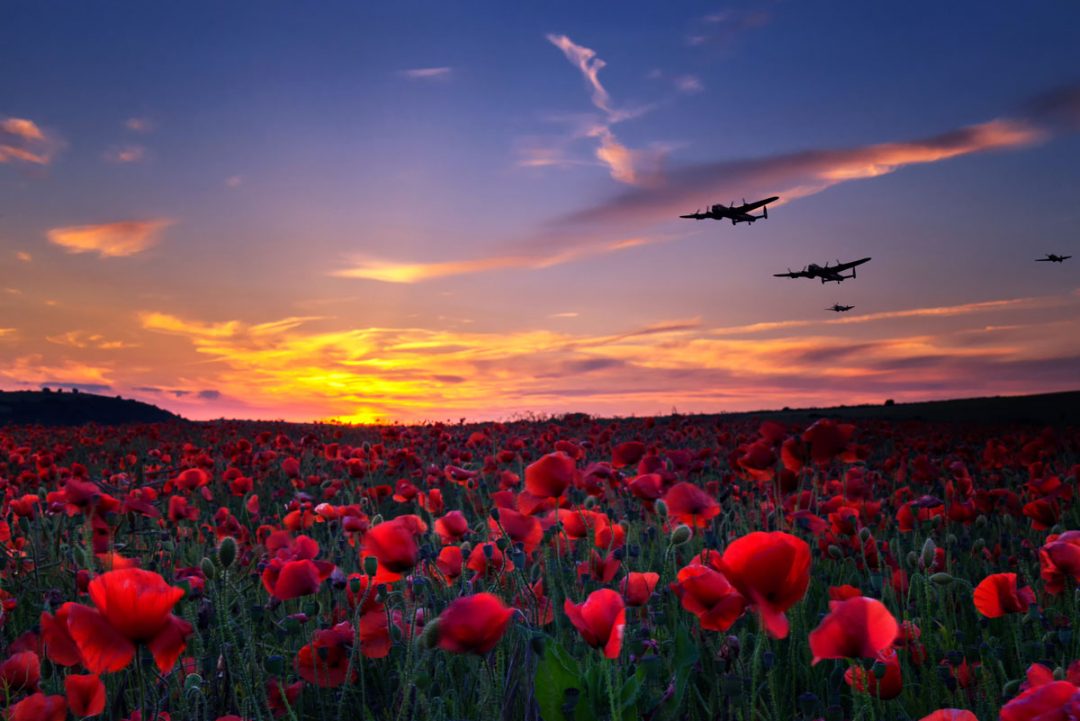 Field of red poppies with planes flying overhead