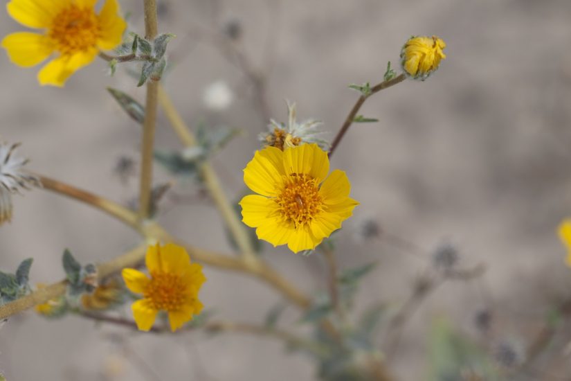 Close-up of yellow desert sunflower growing outside