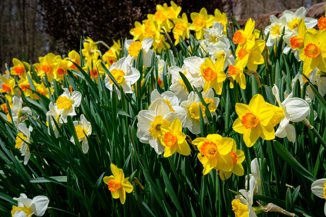 White and yellow daffodils growing outside
