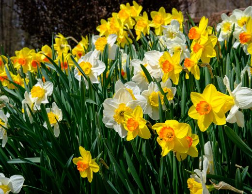 White and yellow daffodils growing outside