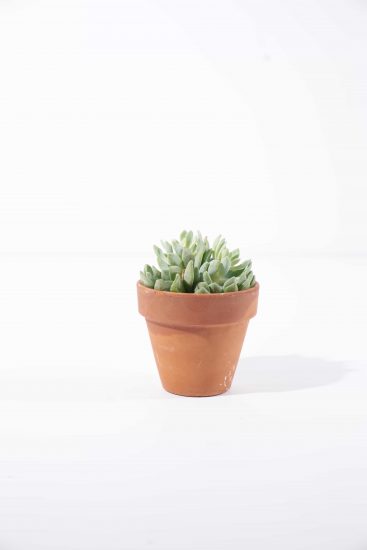 New Pot Succulent Propagation