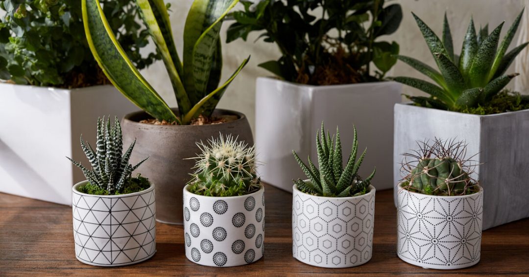 Bathroom Plants