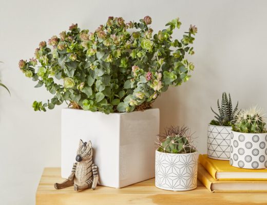 Best Houseplants