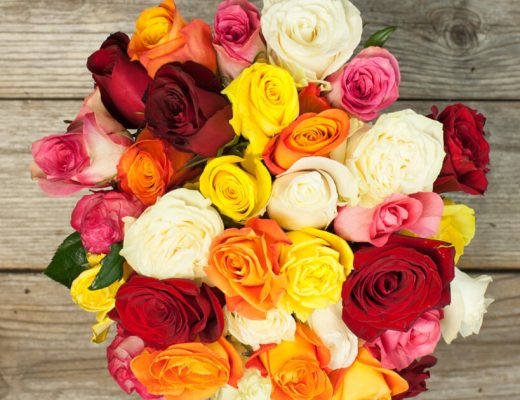 Different Color Roses
