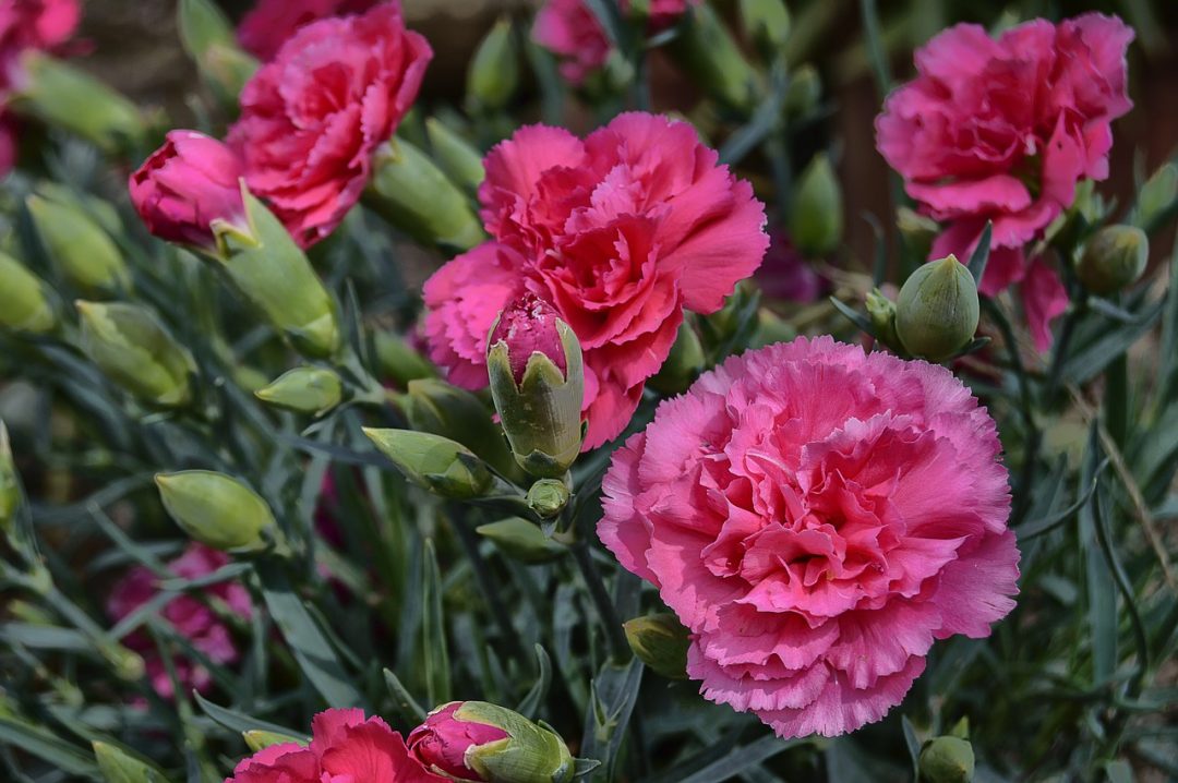 Pink carnations growing outside