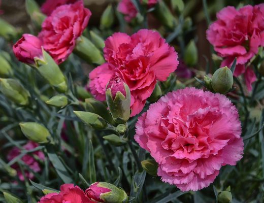 Pink carnations growing outside