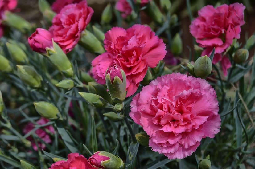 Pink carnations growing outside