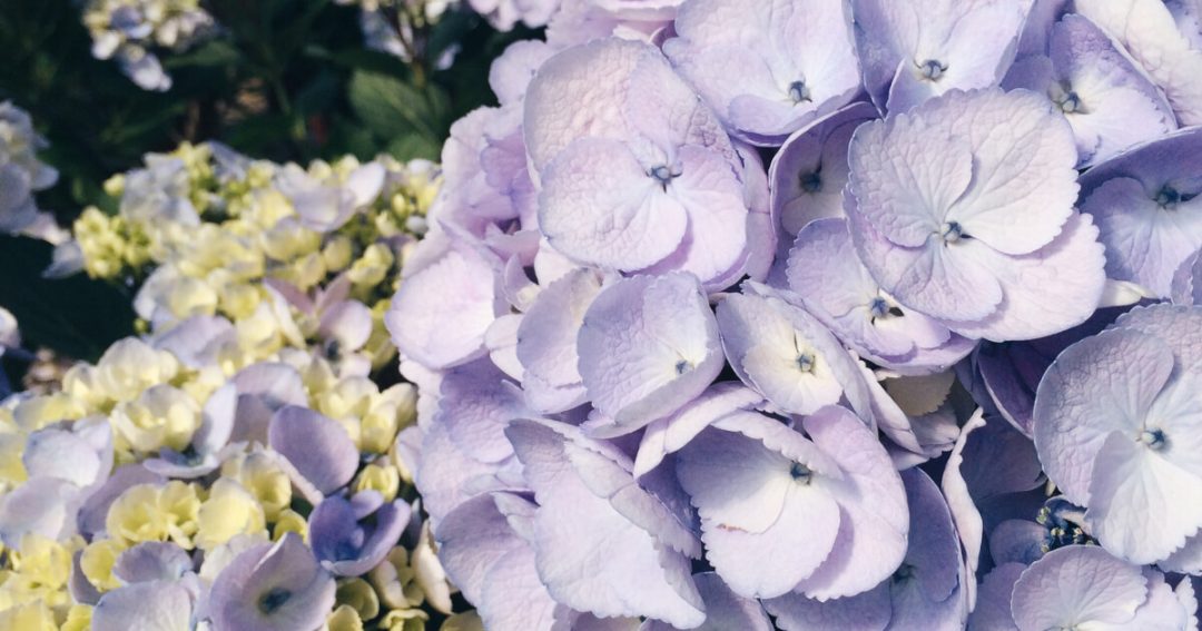 Hydrangea Facts