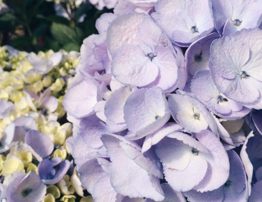 Hydrangea Facts
