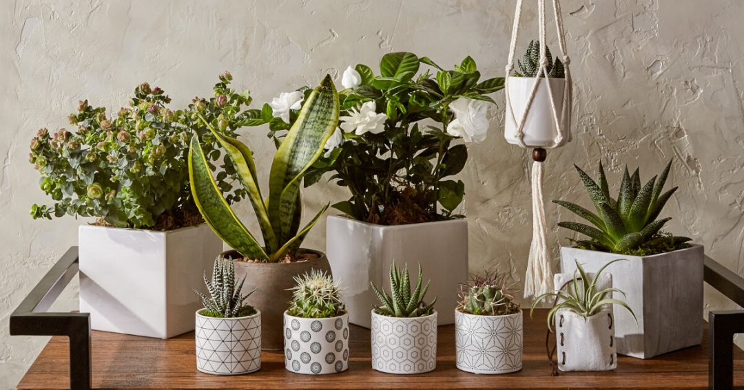 Insect Repellent Plants