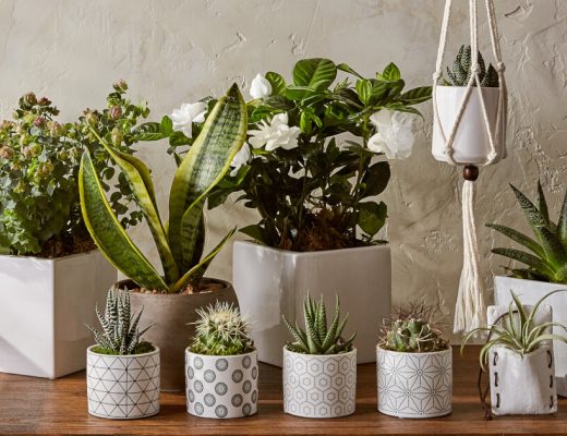 Insect Repellent Plants