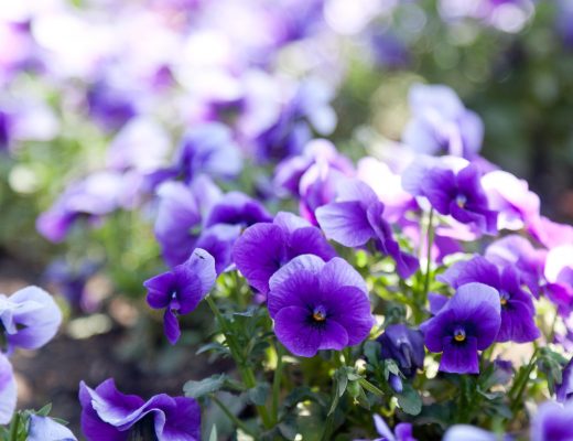 Violet flowers growing outside