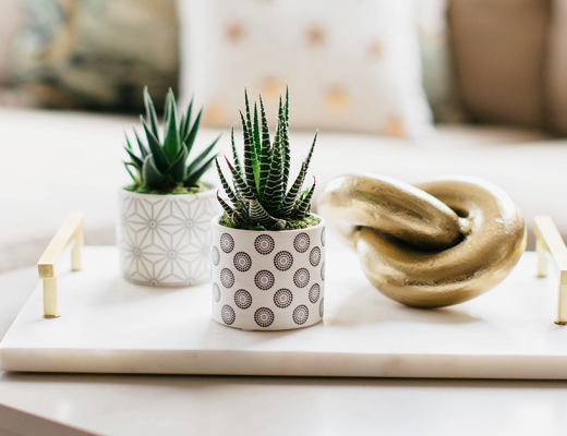 How To Propagate Your Succulents