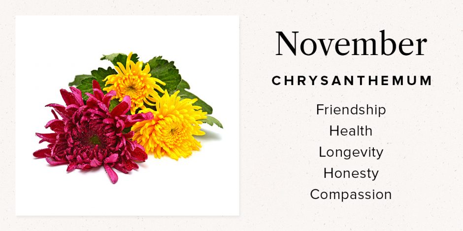 November Chrysanthemum
