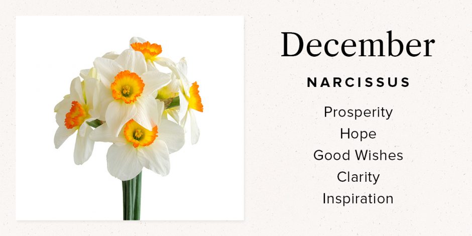 December Narcissus