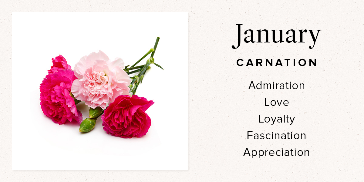 1_January_Carnations