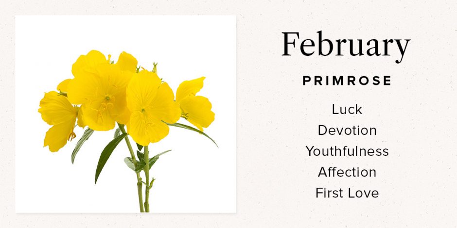 February Primrose